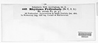 Rhytisma pedicularis image